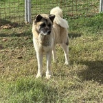 Cleo Stupenda Akita inu con Pedigree in Adozione a Latina - Foto n. 4