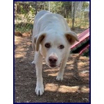 Billy 9anni fa da Nonnino ai Cuccioli - Foto n. 2