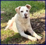 Billy 9anni fa da Nonnino ai Cuccioli - Foto n. 3