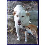 Billy 9anni fa da Nonnino ai Cuccioli - Foto n. 4