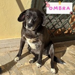 🐶 Altra Razza femmina di 9 anni in adozione a Latina (LT) e in tutta Italia da associazione animali