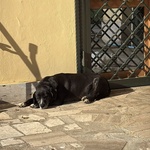 Ombra Dolce e Tranquilla in Adozione a Latina - mix Labrador - Foto n. 2