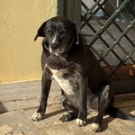 Ombra Dolce e Tranquilla in Adozione a Latina - mix Labrador - Foto n. 3