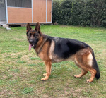 Stupendi Cuccioli di Pastore Tedesco di Altissima Genealogia - Foto n. 6