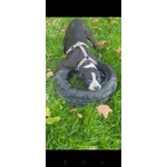 Pit gran Giocherellone - Foto n. 2