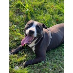 Pit gran Giocherellone - Foto n. 3