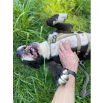 Pit gran Giocherellone - Foto n. 4