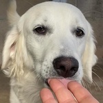 Suamy Dolce Cagnolina 10 mesi in Adozione - Canile di Latina - Foto n. 2