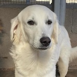 Suamy Dolce Cagnolina 10 mesi in Adozione - Canile di Latina - Foto n. 3