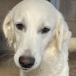 Suamy Dolce Cagnolina 10 mesi in Adozione - Canile di Latina - Foto n. 4