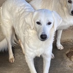 Suamy Dolce Cagnolina 10 mesi in Adozione - Canile di Latina - Foto n. 5