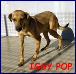 🐶 Altra Razza maschio in adozione a Milano (MI) e in tutta Italia da privato