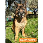 🐶 Altra Razza maschio in adozione a Milano (MI) e in tutta Italia da privato