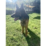 Haegar Abbandonato Perchè Anziano - Foto n. 2