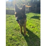 Haegar Abbandonato Perchè Anziano - Foto n. 3