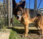 Haegar Abbandonato Perchè Anziano - Foto n. 5