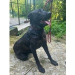 🐶 Altra Razza femmina in adozione a Milano (MI) e in tutta Italia da privato