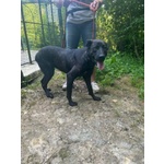 Orsa Giovane e Socievole - tg Grande - Foto n. 2