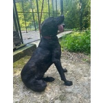 Orsa Giovane e Socievole - tg Grande - Foto n. 3