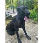 Orsa Giovane e Socievole - tg Grande - Foto n. 4