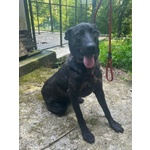 Orsa Giovane e Socievole - tg Grande - Foto n. 5