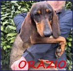 🐶 Segugio maschio in adozione a Milano (MI) e in tutta Italia da privato