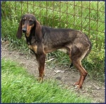 Orazio Sogna una Famiglia! 2anni - Foto n. 2