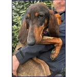 Orazio Sogna una Famiglia! 2anni - Foto n. 3