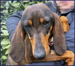 Orazio Sogna una Famiglia! 2anni - Foto n. 4