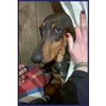 Orazio Sogna una Famiglia! 2anni - Foto n. 5