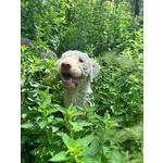 Tony Lagotto Romagnolo in Cerca di casa - Latina - Foto n. 4