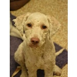 Tony Lagotto Romagnolo in Cerca di casa - Latina - Foto n. 6