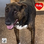 🐶 Altra Razza maschio di 9 anni in adozione a Latina (LT) e in tutta Italia da associazione animali