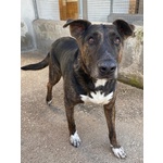 Bully Derivato bull Terrier in Adozione - Canile di Latina - Foto n. 2