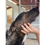 Bully Derivato bull Terrier in Adozione - Canile di Latina - Foto n. 3