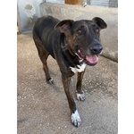 Bully Derivato bull Terrier in Adozione - Canile di Latina - Foto n. 4