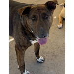 Bully Derivato bull Terrier in Adozione - Canile di Latina - Foto n. 5