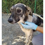 🐶 Altra Razza maschio in adozione a Milano (MI) e in tutta Italia da privato