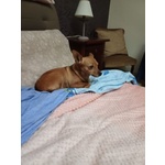 🐶 Altra Razza femmina in adozione a Milano (MI) e in tutta Italia da privato