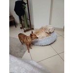 Mollica 7anni - 4kg - un po' Diffidente! - Foto n. 4