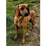 🐶 Segugio maschio in adozione a Milano (MI) e in tutta Italia da privato