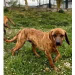 Yuk 4anni Pronto per L'adozione - Foto n. 2