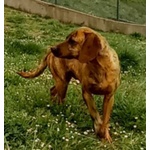 Yuk 4anni Pronto per L'adozione - Foto n. 3