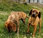 Yuk 4anni Pronto per L'adozione - Foto n. 4