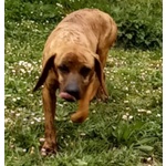 Yuk 4anni Pronto per L'adozione - Foto n. 5