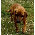 Yuk 4anni Pronto per L'adozione - Foto n. 6