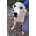 🐶 Altra Razza maschio in adozione a Milano (MI) e in tutta Italia da privato