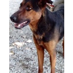 🐶 Altra Razza maschio in adozione a Milano (MI) e in tutta Italia da privato