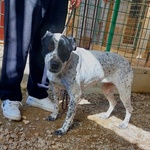 🐶 Altra Razza femmina in adozione a Milano (MI) e in tutta Italia da privato