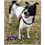 Joy 4anni Buona con Tutti Anche coi Gatti